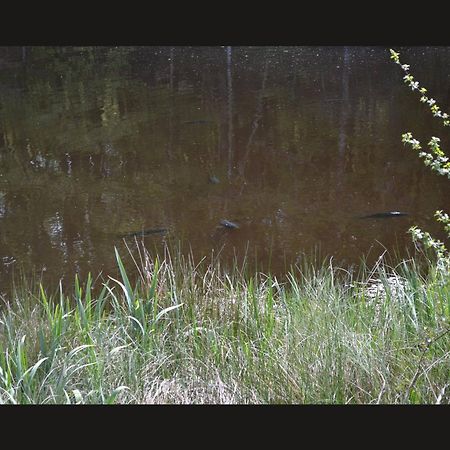 Cabane Limousine Au Bord D'Un Etang Bonnac-la-Cote Екстер'єр фото